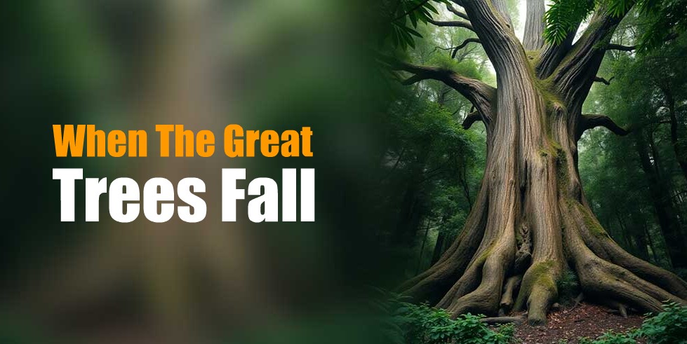 When Great Trees Fall